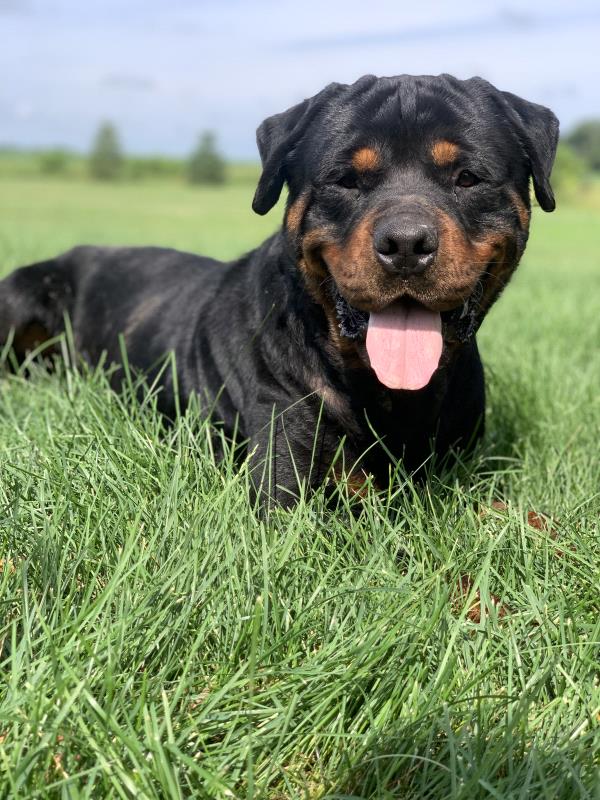 /Images/uploads/MidAmerica Rottweiler Rescue/adoptarottphotocontest/entries/10060thumb.jpg
